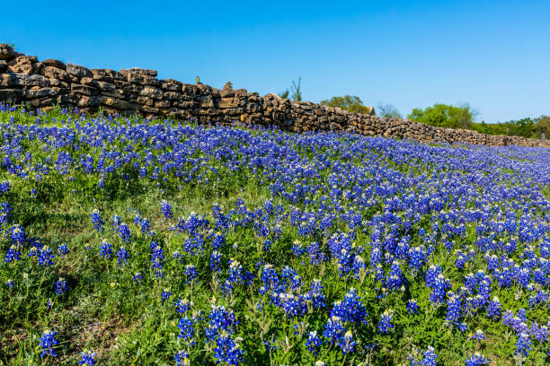 istock Rock Fence with Bluebonnets. 1133402520