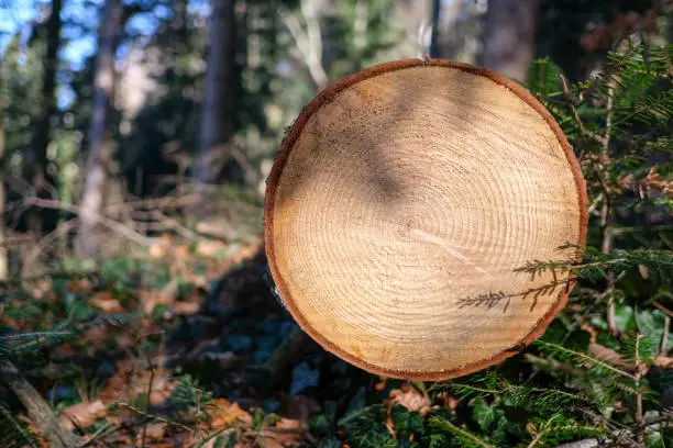 Annual rings of a freshly felled tree in the forest.