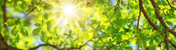 istock New leaves in summer 1133404438