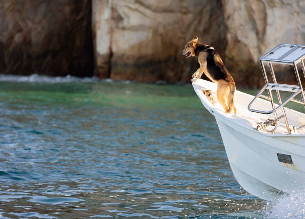 istock Dog Enjoys Boat Ride 1133404896