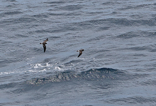Leach's Storm-petrel (Hydrobates leucorhous leucorhous) two adults in flight over sea