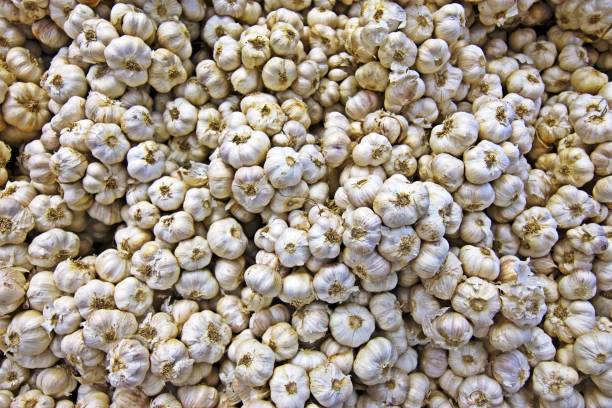 Pile of Garlic.