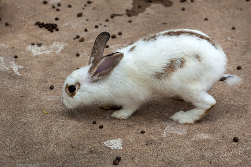 White rabbit.
