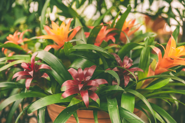 istock Background of colorful tropical leaves and flowers, exotic pattern 1133406446