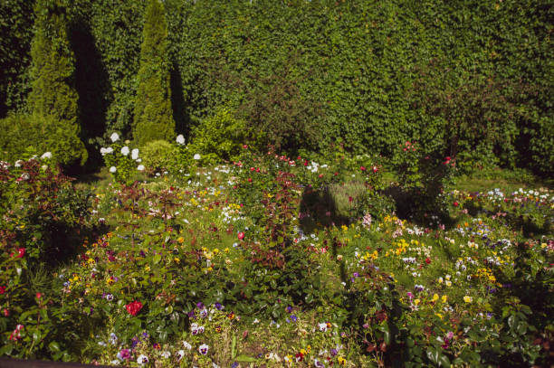 istock Blooming garden, a glade in the sunlight, toned 1133407360