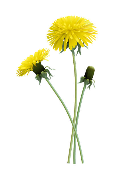 ilustrações, clipart, desenhos animados e ícones de flores do dandelion - dandelion single flower flower white