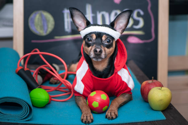 개 개인 트레이너 개념입니다. 피트 니스 및 애완 동물을 위한 건강 한 라이프 스타일.   훈련에 있는 운동복에 있는 개 - canine 뉴스 사진 이미지