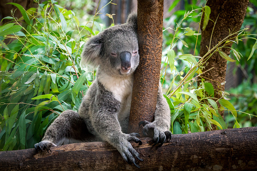 koala bear Sleeping on a tree.