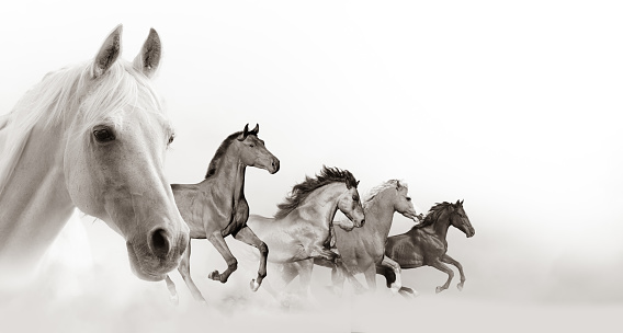 Horses Banner With White Background Stock Photo - Download Image Now - Horse,  Activity, Animal - iStock