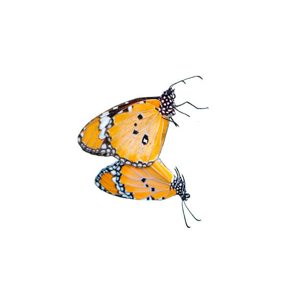 Butterfly breeding on isolated white background clipping path