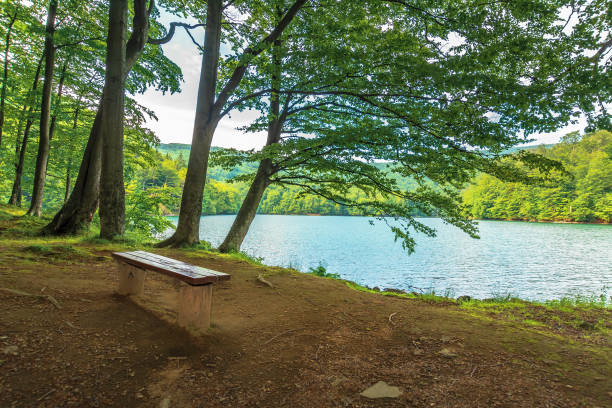 bench near in forest on the shore mountain lake