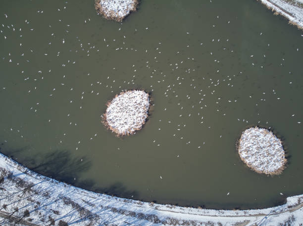 istock Birds flying over pond during winter 1133411911