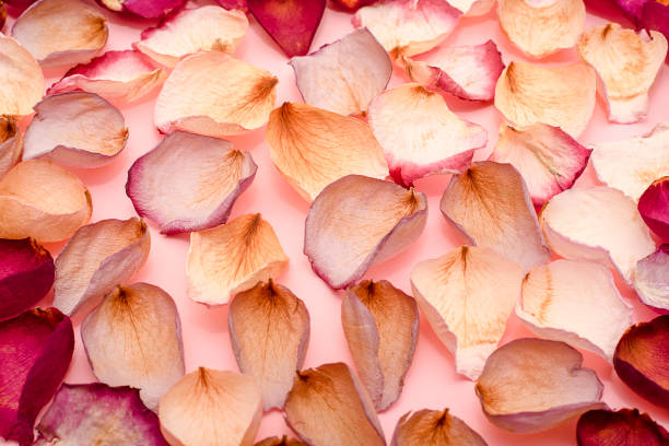 istock Rose petals on pink background 1133412695