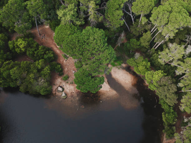 istock Aerial top view from a lake surrounded by trees. Drone shot. 1133414150