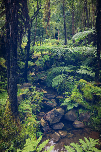 istock Tropical forest with a small brook running  between the stones 1133414700
