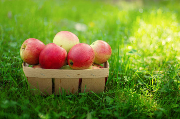 istock Apples on a limited background in the basket 1133415014