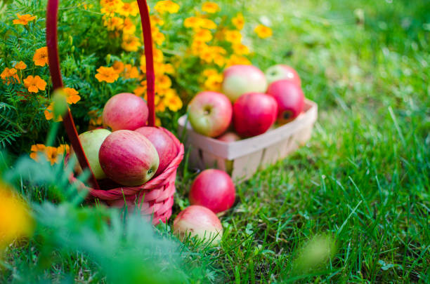 istock Apples on a limited background in the basket 1133415038