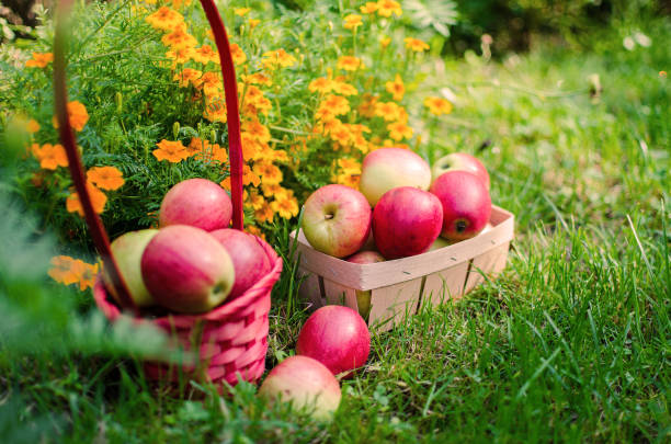 istock Apples on a limited background in the basket 1133415045
