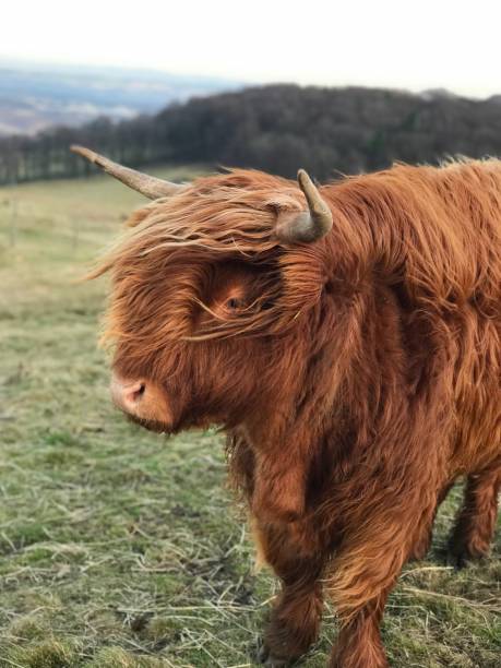 highland cow at faeroe islands, denmark, north atlantic islands, europe.