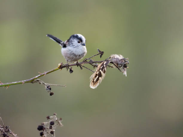 istock Long-tailed tit, Aegithalos caudatus 1133417222