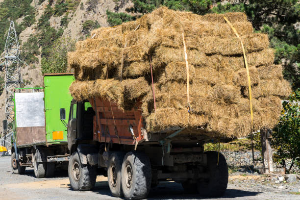 istock Fresh straw hay bales on the trailer 1133417400