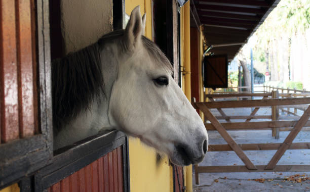 istock white horse in the stable 1133418169