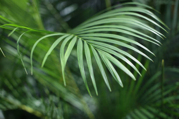 istock Palm leaf. Forest with tropical plants. Nature green background. 1133418215