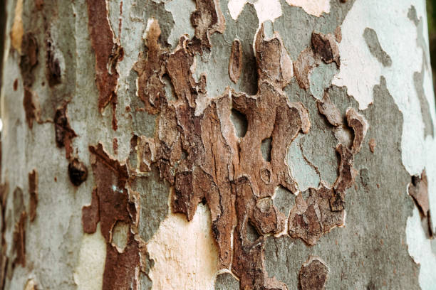 istock Texture of the bark of a london plane tree 1133418254