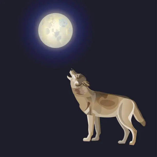 Vector illustration of Howling gray timber wolf.