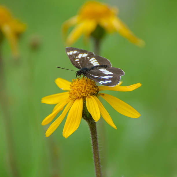 istock A butterfly sits on a flower in a green meadow. 1133418629