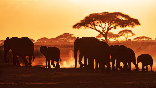 istock Elephants at sunset in Amboseli National Park 1133419803