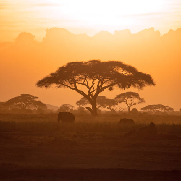 istock Mother and calf elephant in Amboseli at sunset 1133419804