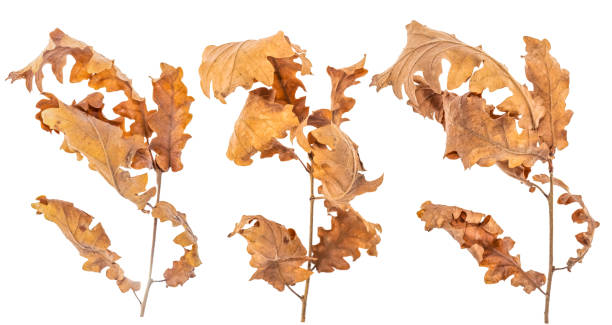 istock Alder dried leaves isolated on white background 1133420204