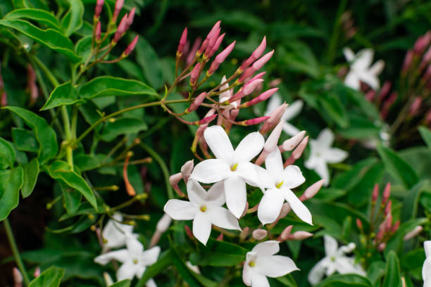 Jasmine flower Jasmine flower (Jasminum officinale), blooming with green leaves background jasminum officinale stock pictures, royalty-free photos & images