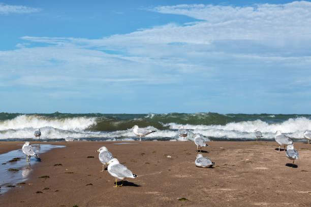 Seagulls on Lake Michigan beach, Chicago. Breaking waves in the background.