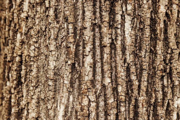 texture macro ravvicinata di un tronco d'albero - corteccia di legno foto e immagini stock