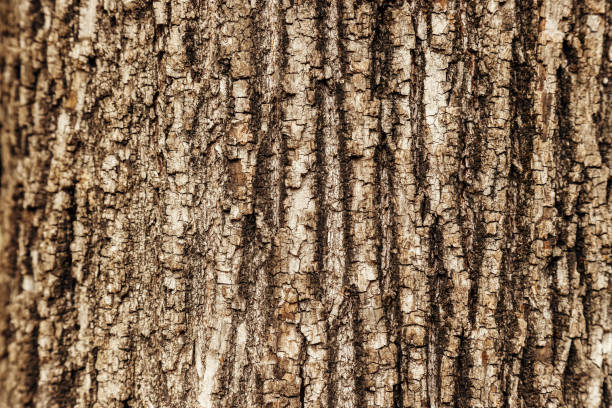 木幹の接写マクロテクスチャ - dry skin close up horizontal macro ストックフォトと画像