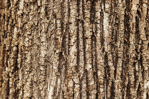 Trunk of a birch tree in a swamp area in the center of Jutland