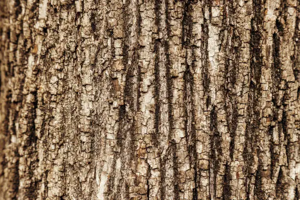 Photo of Close-up macro texture of a tree trunk