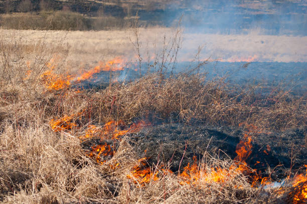 istock Burning field, old dry grass on fire at spring 1133420487