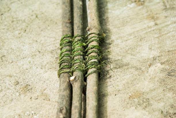 나뭇가지는 천연 쐐기 풀 밧줄로 짠 - tied knot rope three objects string 뉴스 사진 이미지