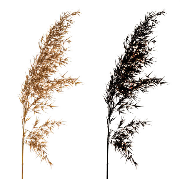 istock Cortaderia Selloana isolated on white background with black alpha mask. 1133421553