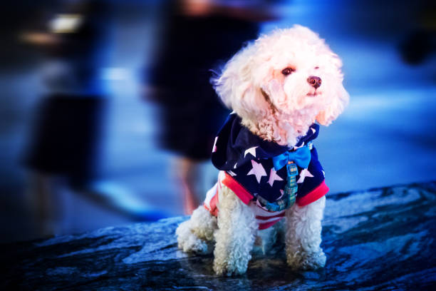 Some compounds are categorized as 'preventive areas' after two weeks without a positive case. Residents are allowed to walk around their blocks. Pet owners and their pets are able to enjoy this moment of \