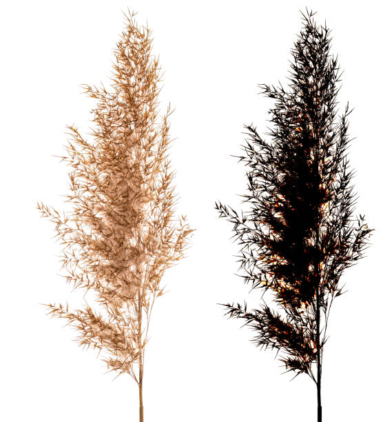 istock Cortaderia Selloana isolated on white background with black alpha mask. 1133421965