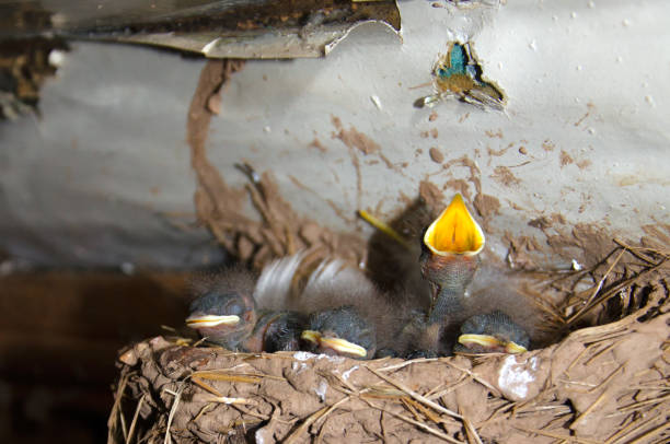 istock small newly hatched swallow Chicks in the nest 1133422203