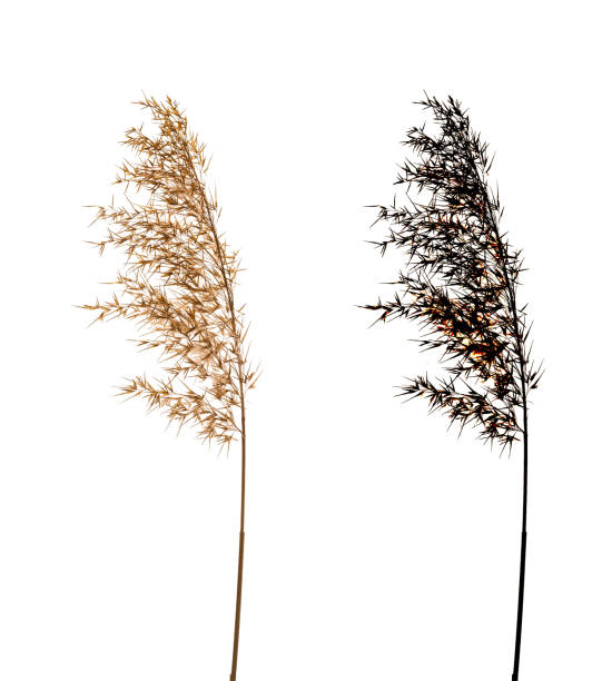 istock Cortaderia Selloana isolated on white background with black alpha mask. 1133423405