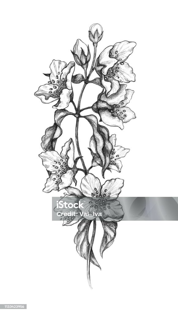 Ilustración de Jazmín Flores Dibujo A Lápiz y más Vectores Libres de Derechos de Jazmín - Jazmín, Pétalo, Flor - iStock Ilustración de Jazmín Flores Dibujo A Lápiz y más Vectores Libres de Derechos de Jazmín - Jazmín, Pétalo, Flor - iStock