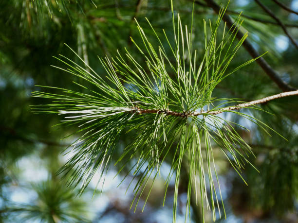 istock green Scotch pine twig with long green needles & blue sky 1133425877