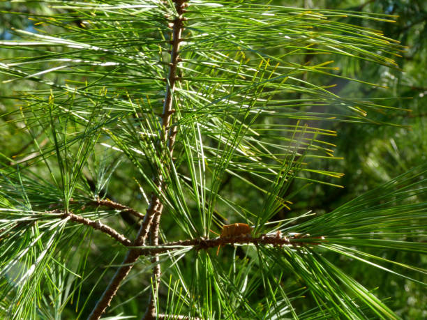 green Scotch pine twig with yellow bug and long needles stock photo