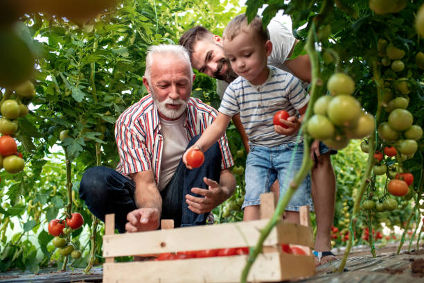 istock Family working together in greenhouse 1133428081